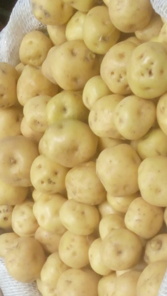 Papa criolla