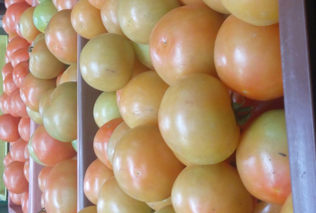 Tomate chonto de primera