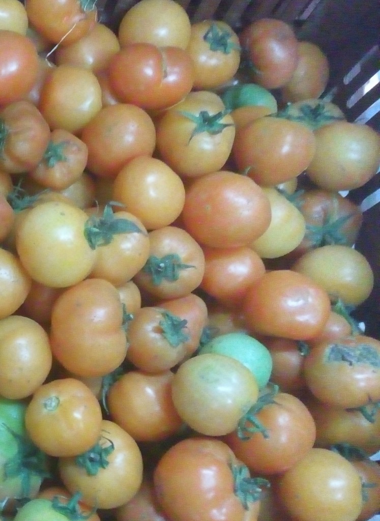 Tomate larga vida
