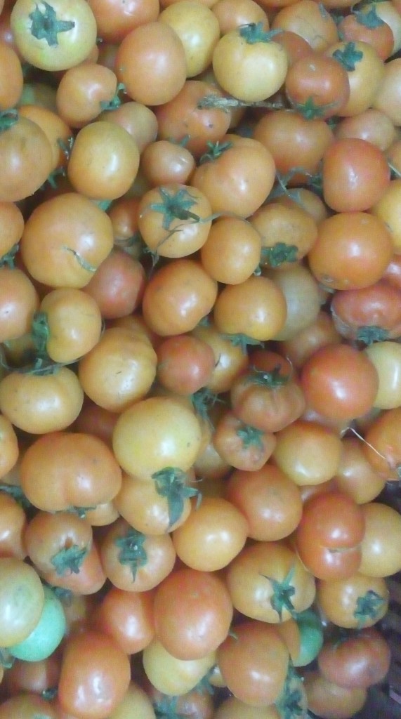 Tomate larga vida