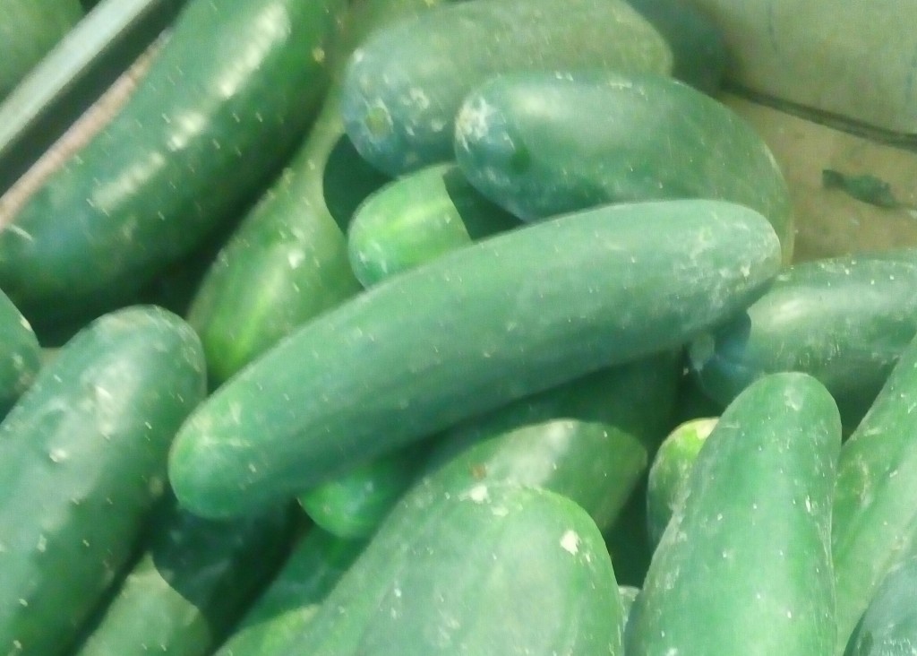 Pepino cohombro