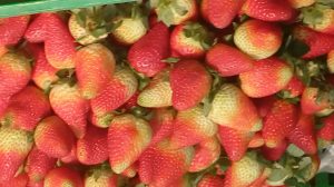 Fresas