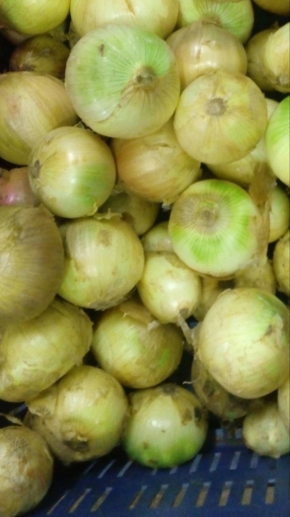 Cebolla cabezona