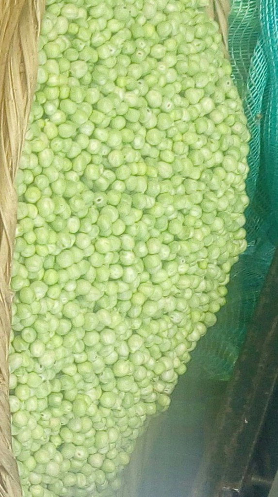 Arveja