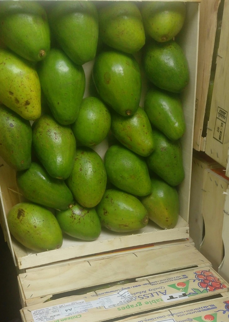 Aguacate papelillo
