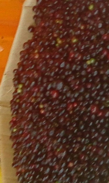 Agraz
