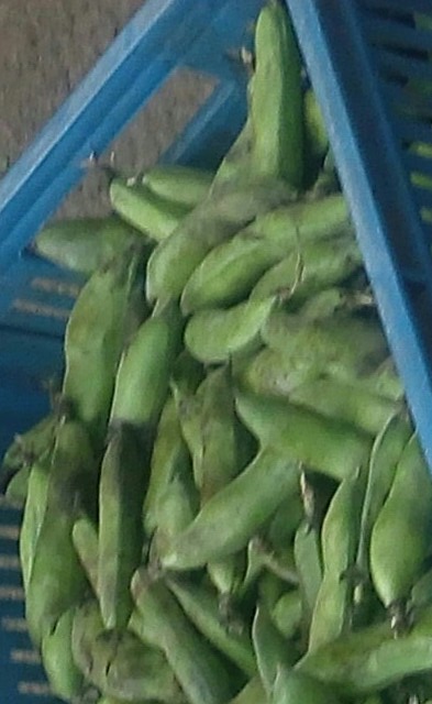 Abas en cáscara