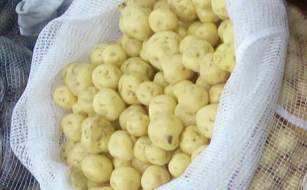 Papa criolla