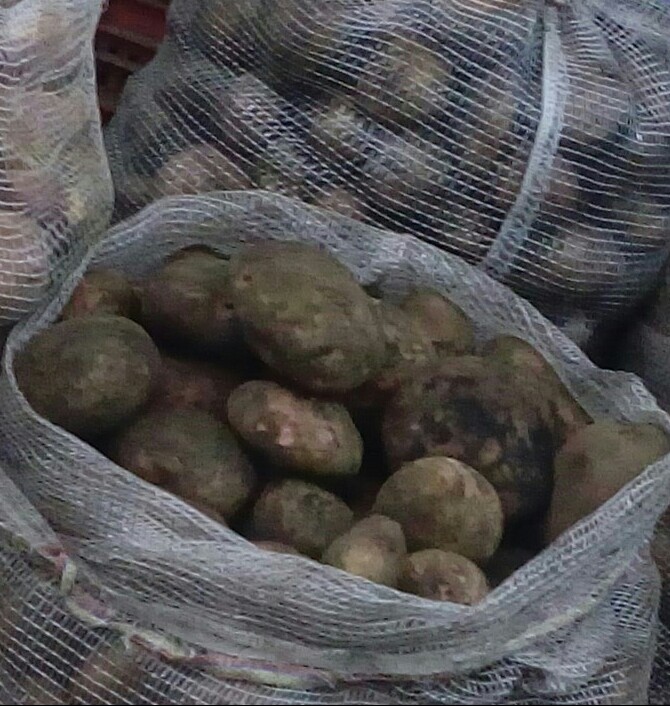Papa pastusa