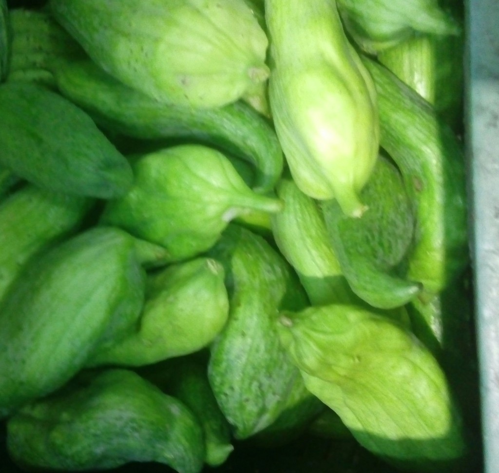 Pepino para guiso