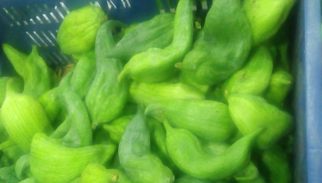 Pepino para guiso