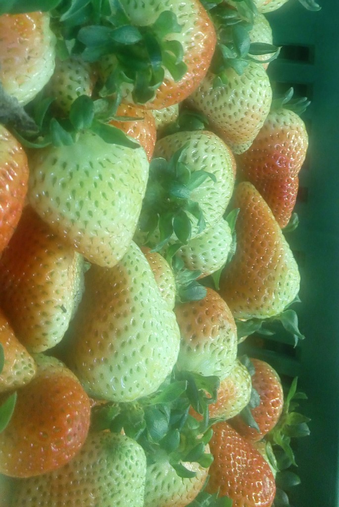 Fresa gruesa