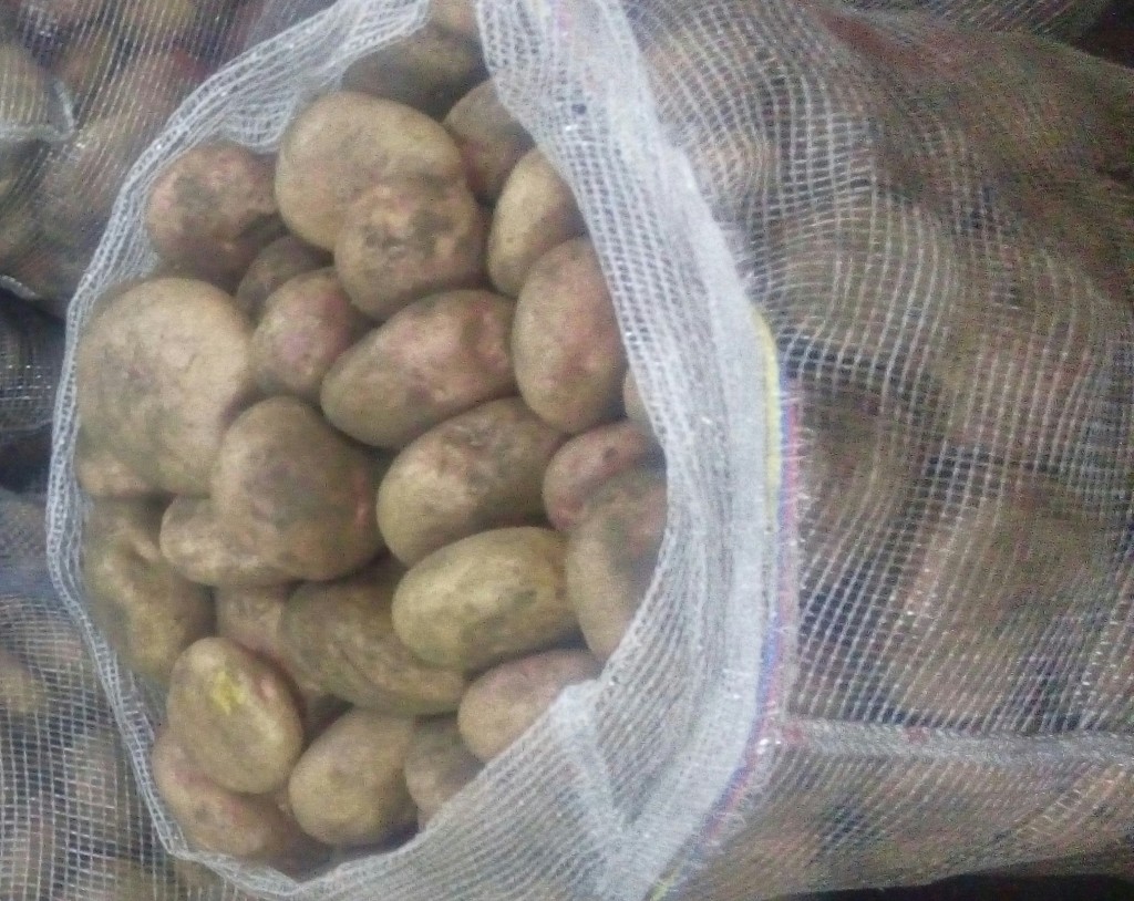 Papa pastusa fina