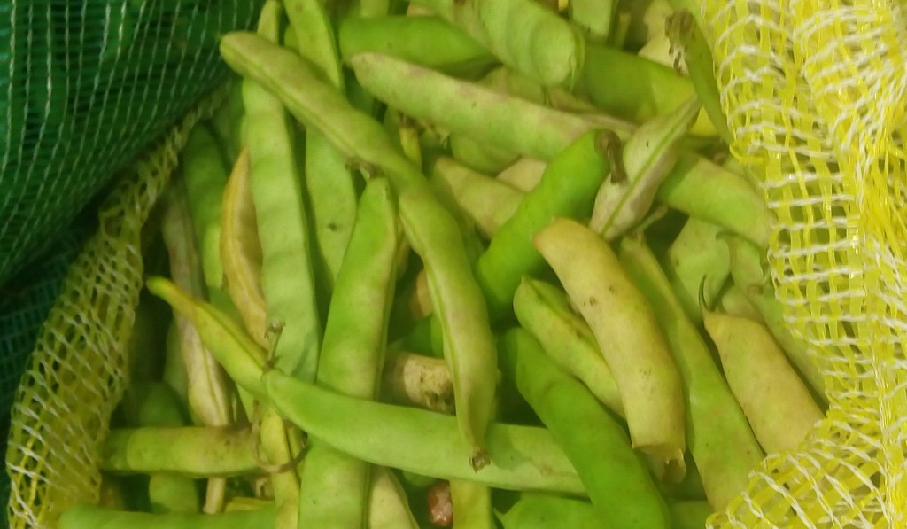 Frijol en cáscara