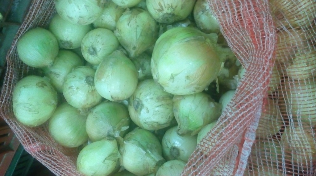Cebolla cabezona