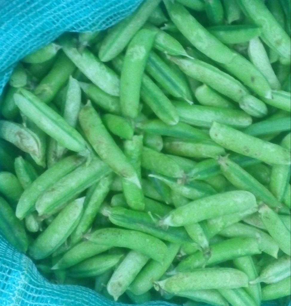 Arveja en cascara