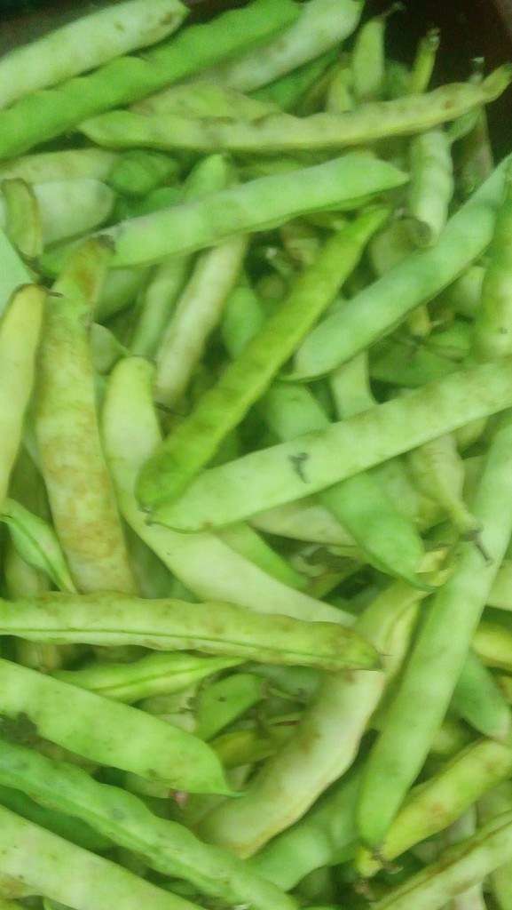 Frijol en cáscara