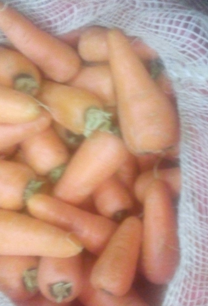 Zanahoria gruesa