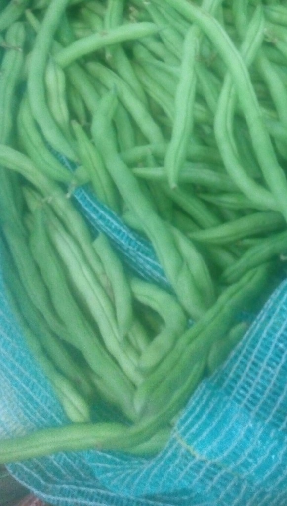 Habichuelas