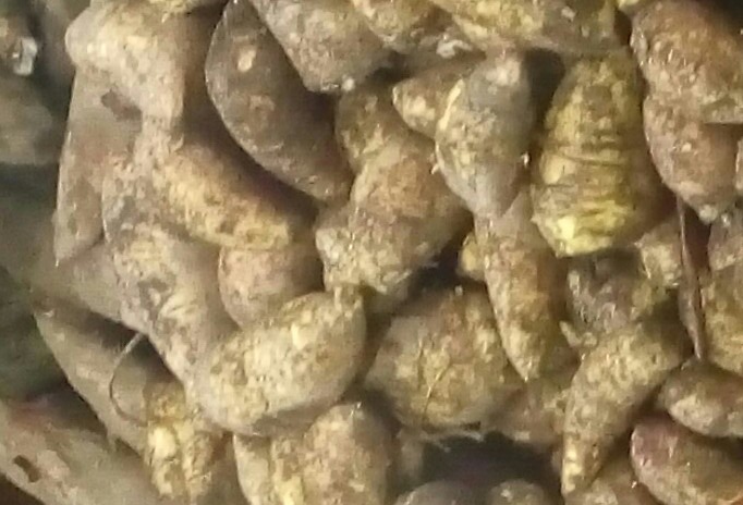 Arracacha