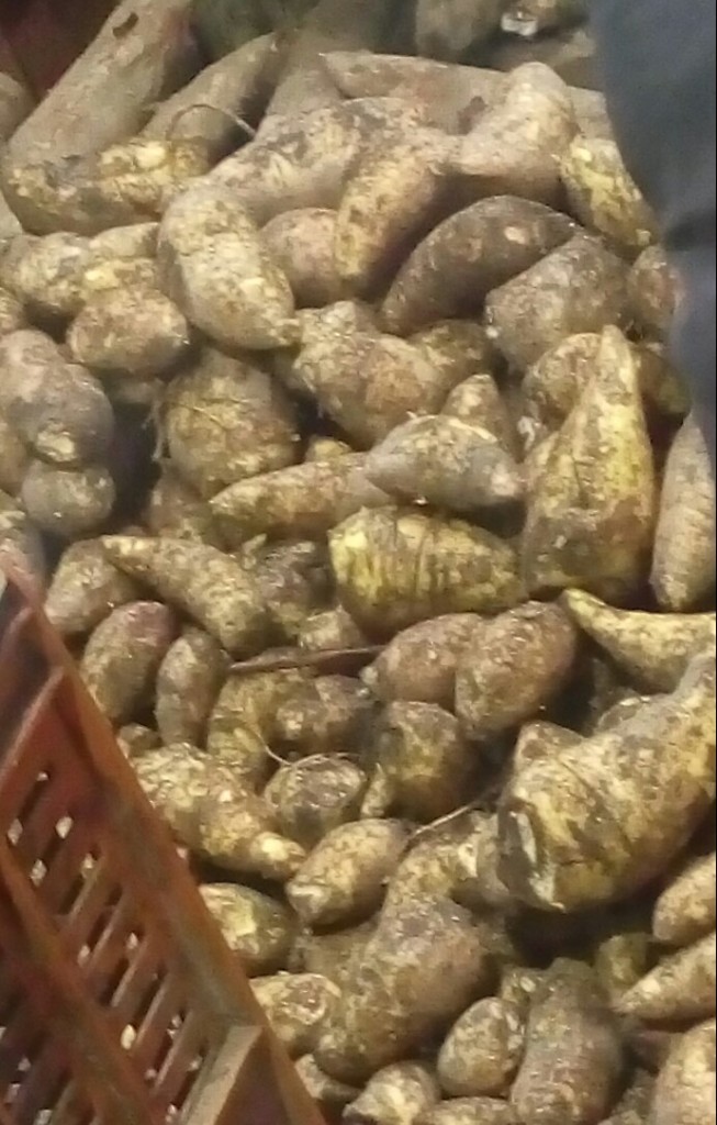 Arracacha