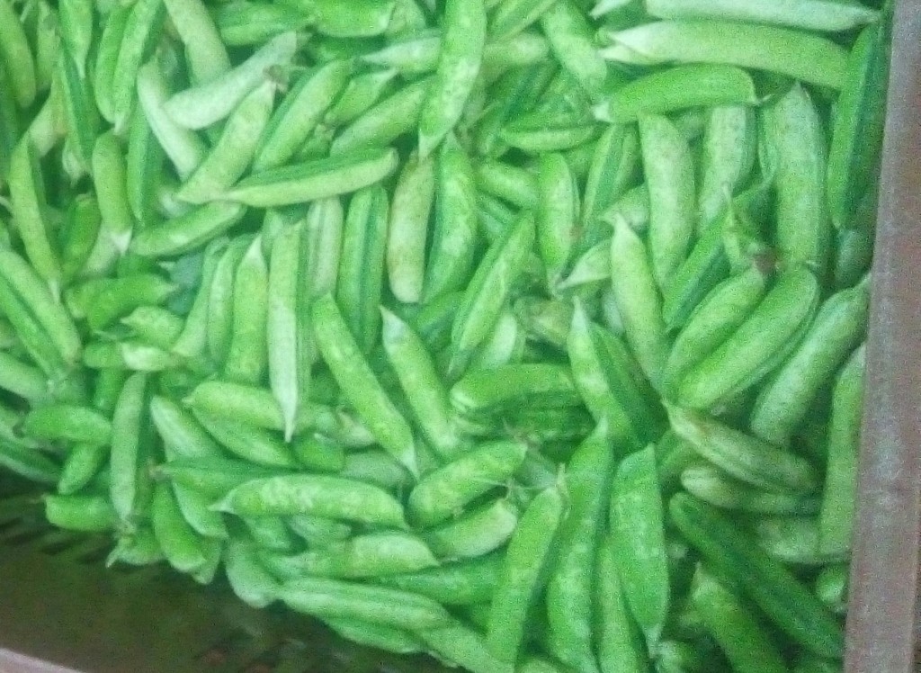 Arveja en cascara