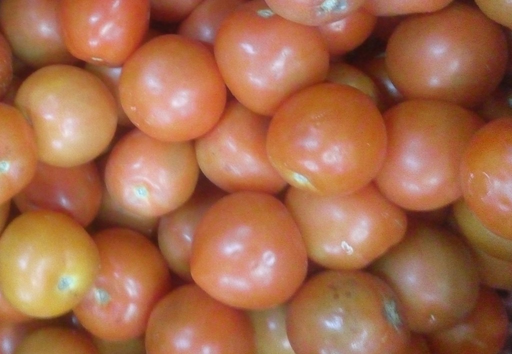 Tomate chonto de primera