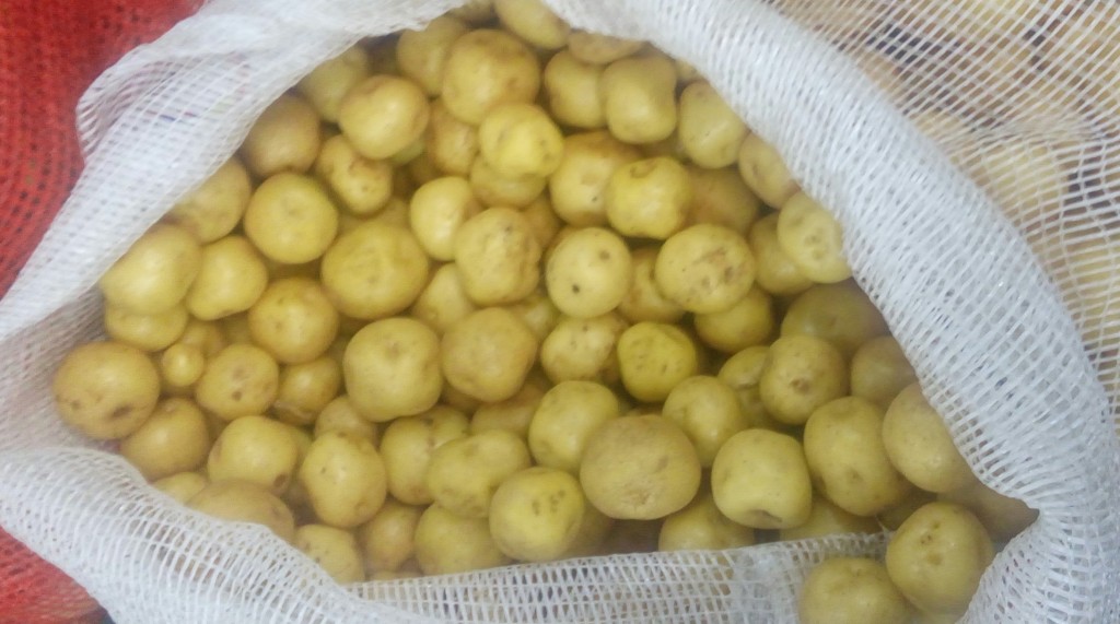 Papa criolla