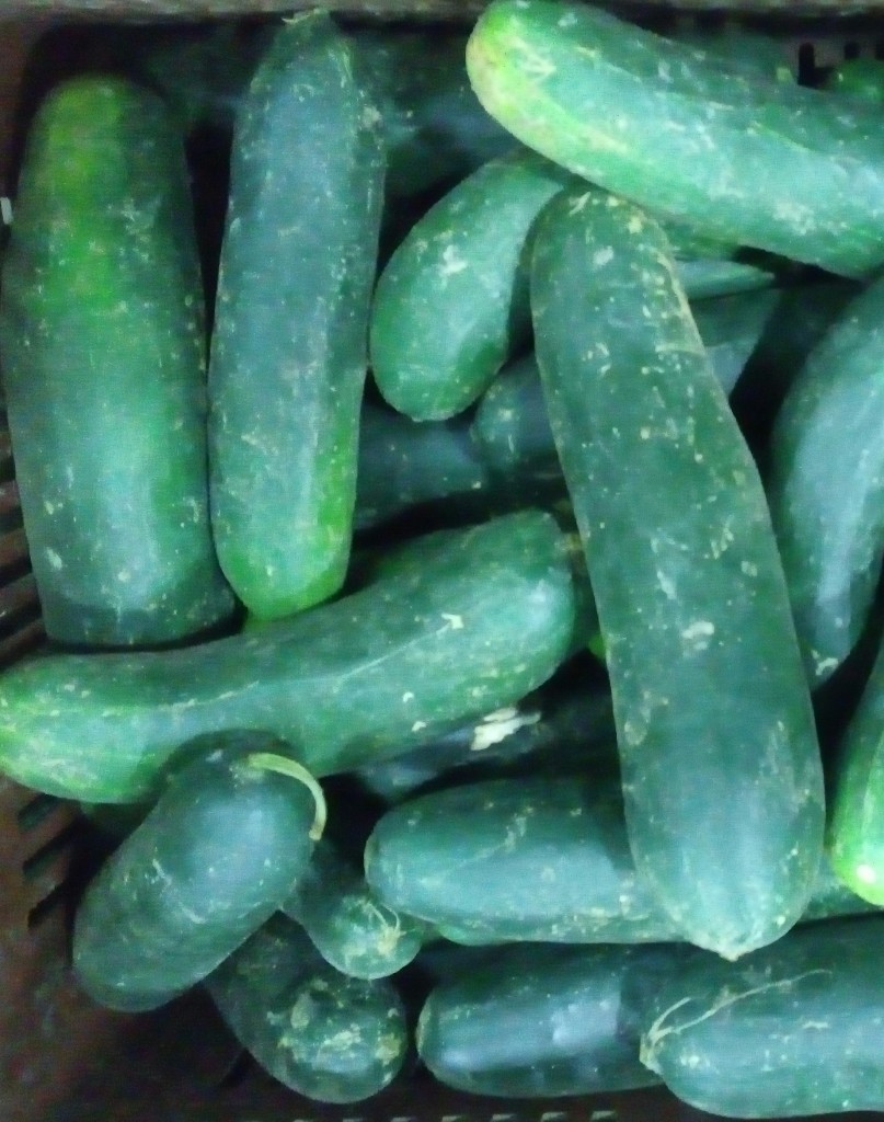 Pepino Cohombro