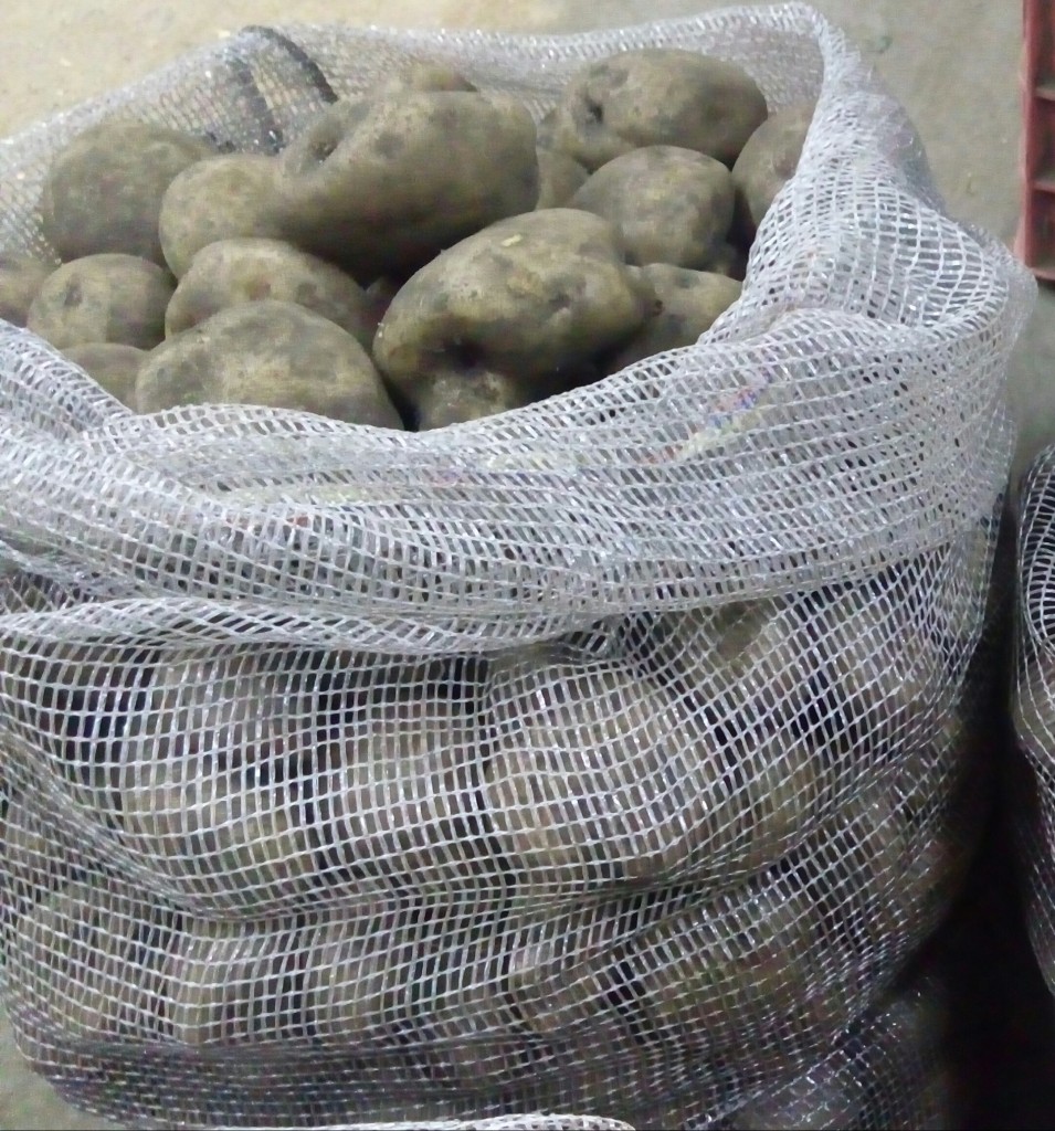 Papa pastusa