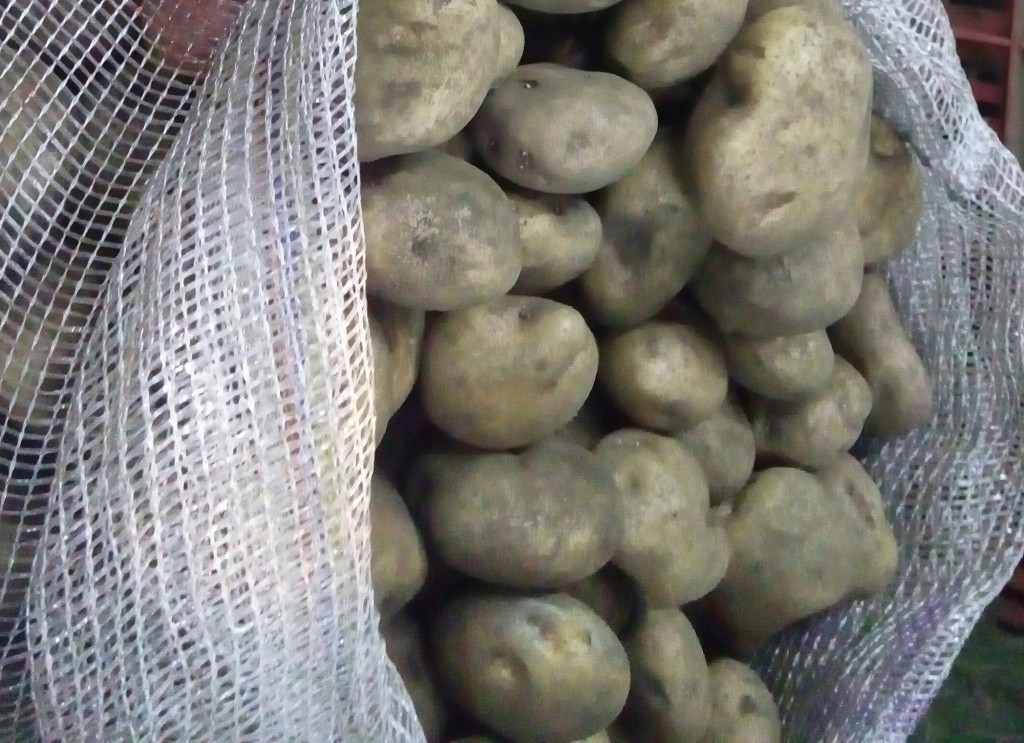Papa pastusa
