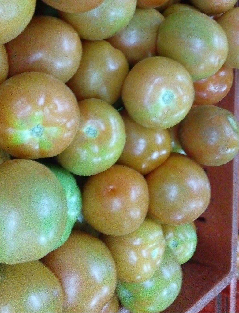 Tomate chonto