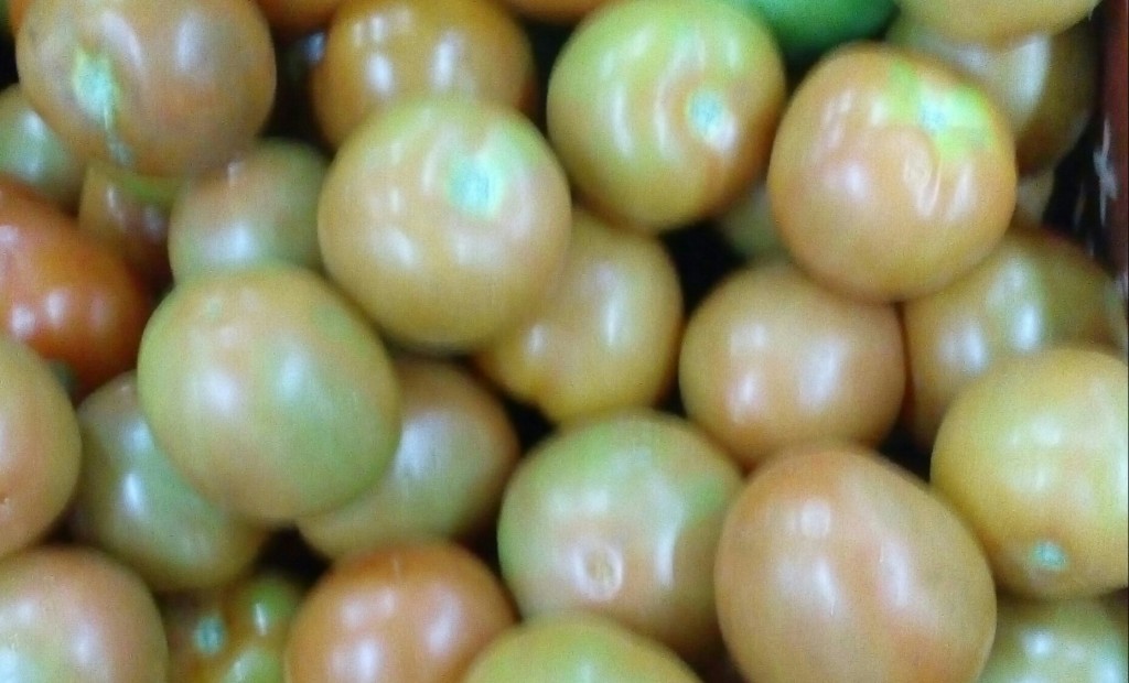 Tomate chonto selecto