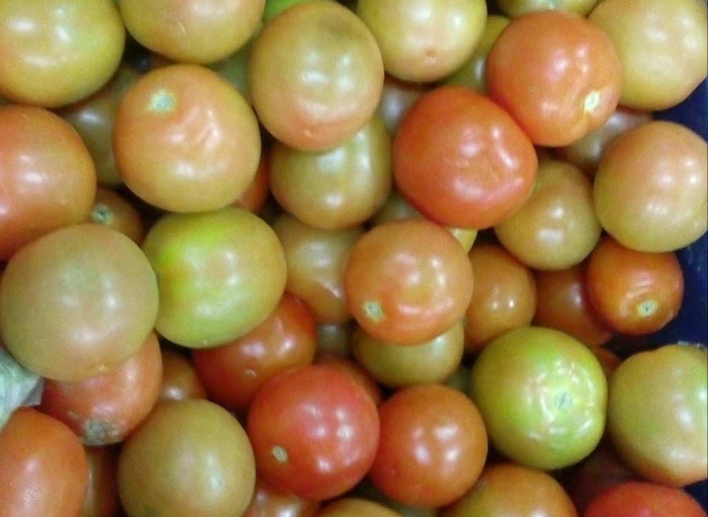 Tomate choto de primera