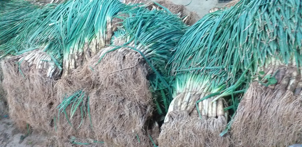 Cebolla de rama
