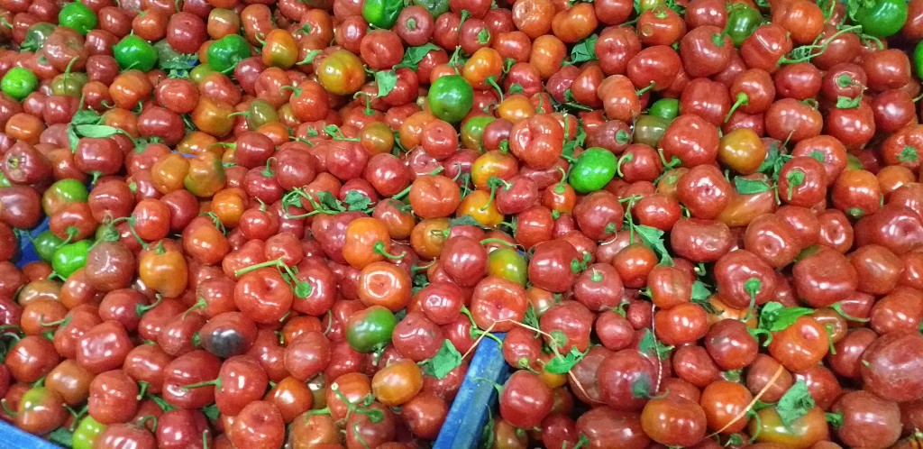 Rocoto
