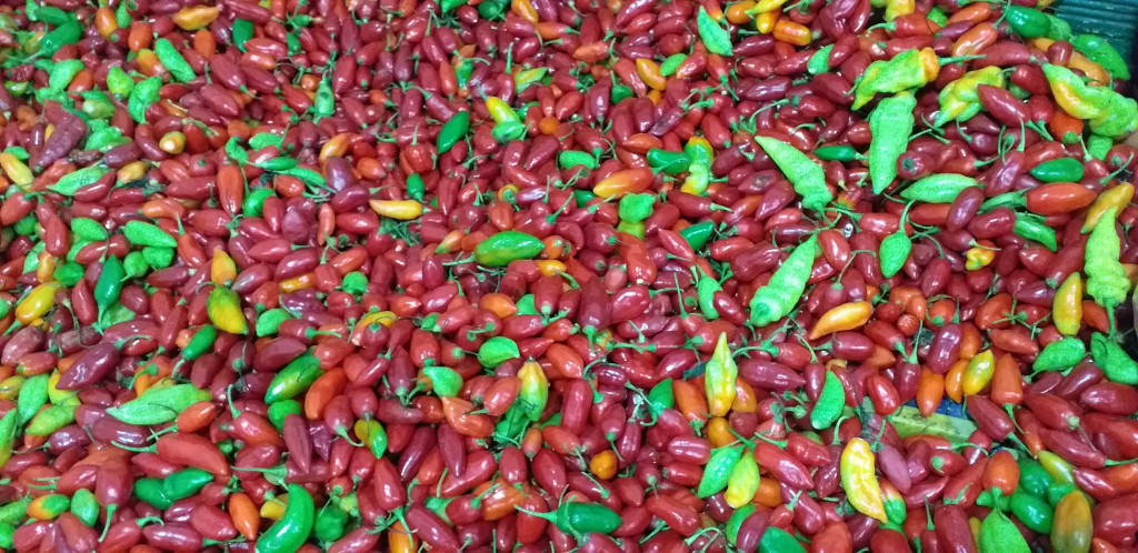 Aji dulce