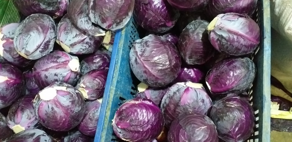 Repollo morado