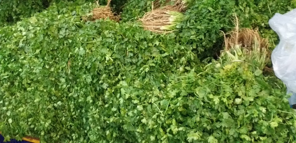 Cilantro