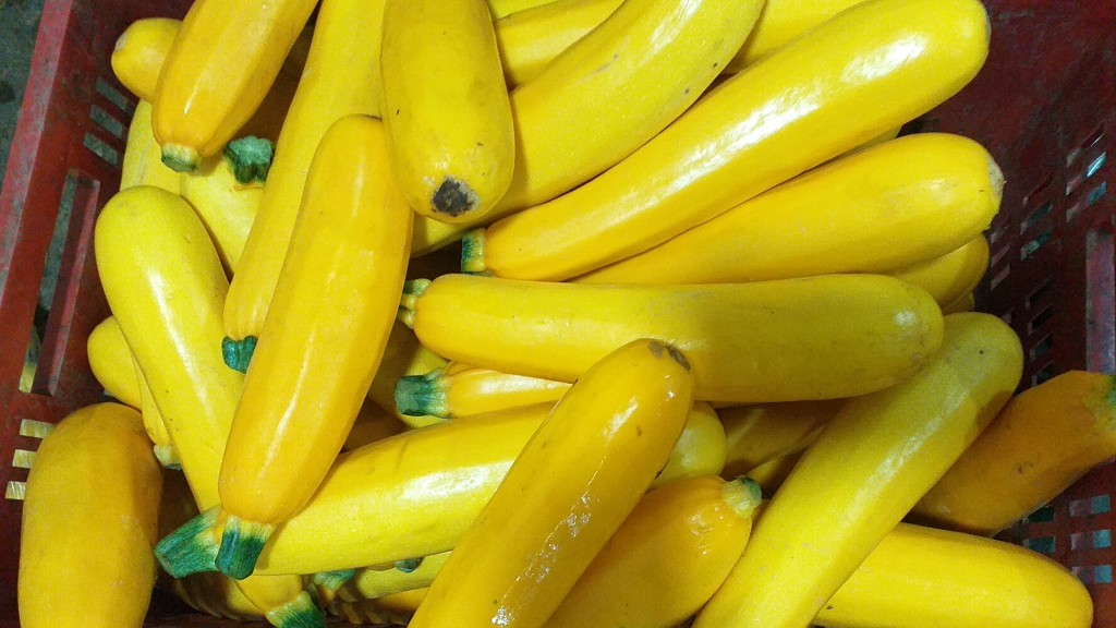 Zucchini amarillo