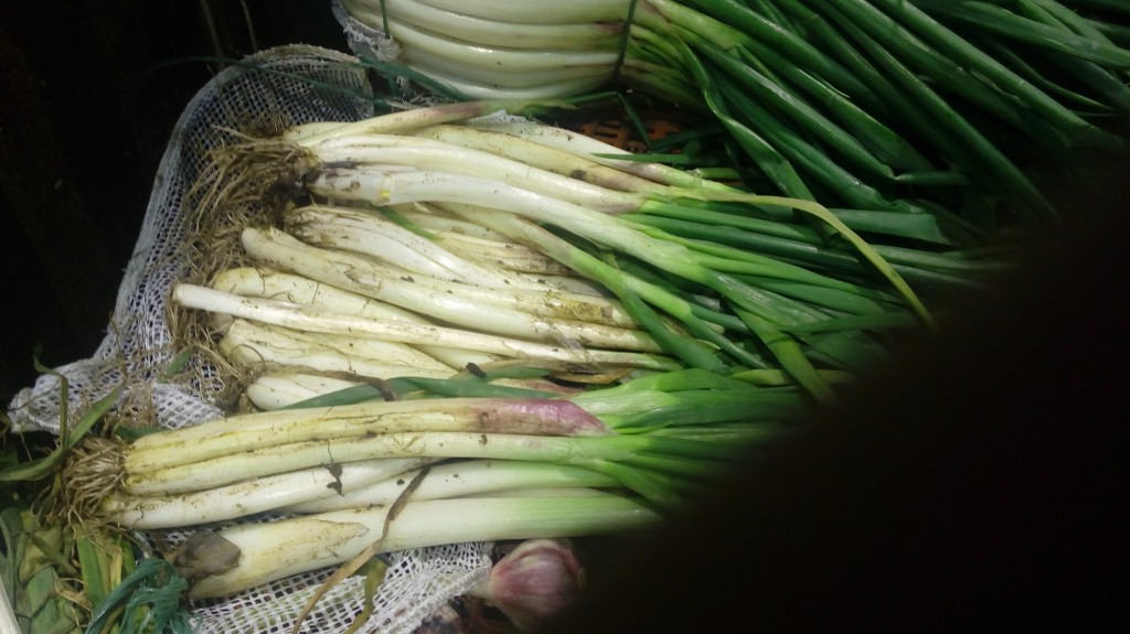 Cebolla larga