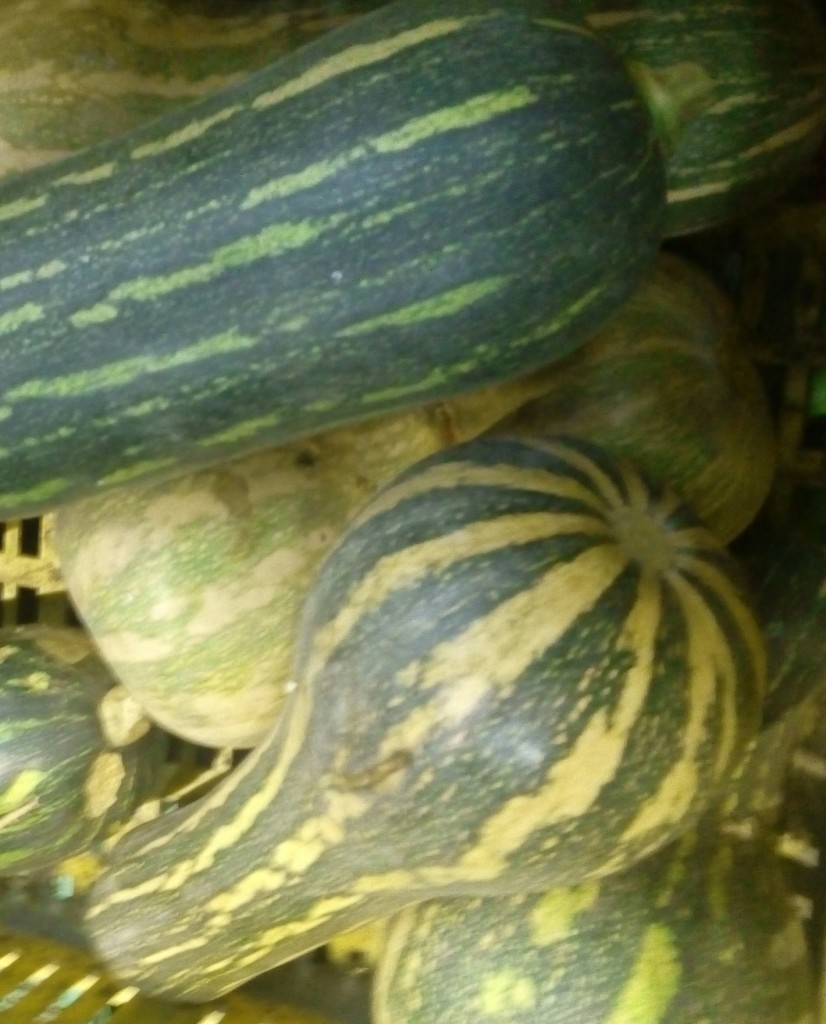 Ahuyama zapayo