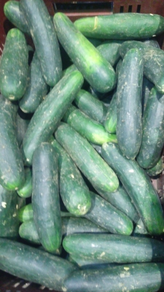 Pepino Cohombro