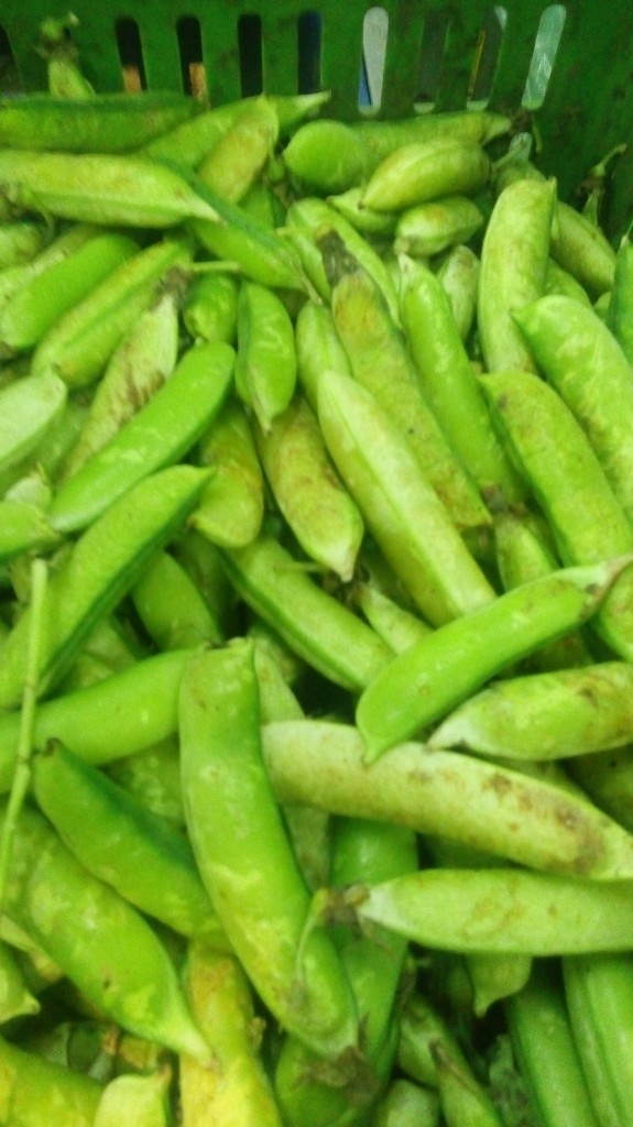 Arveja