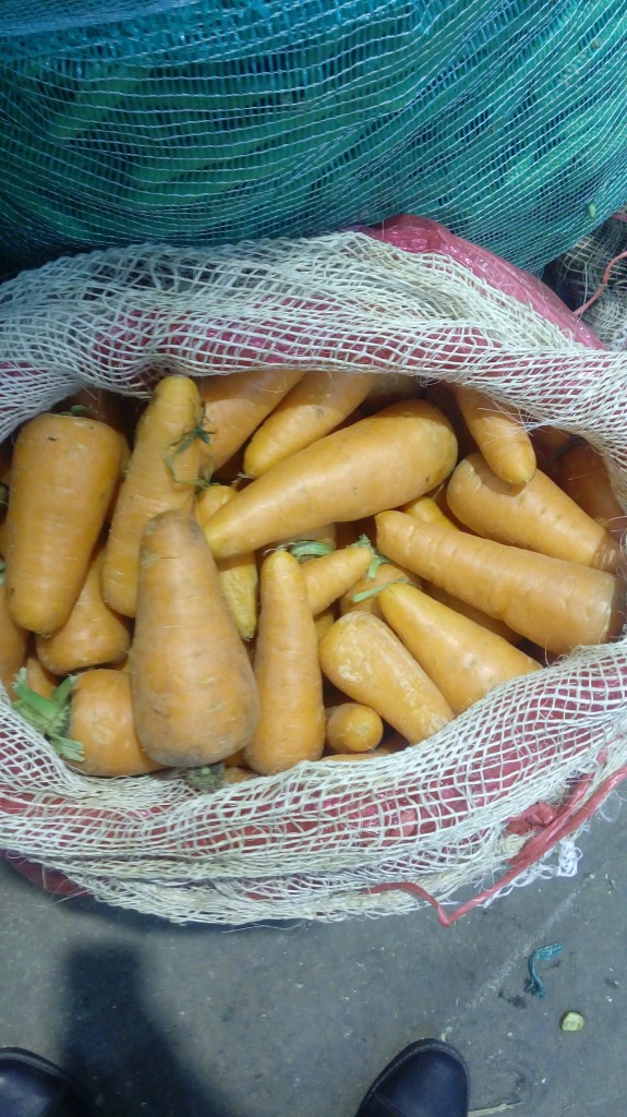 Zanahoria Gruesa