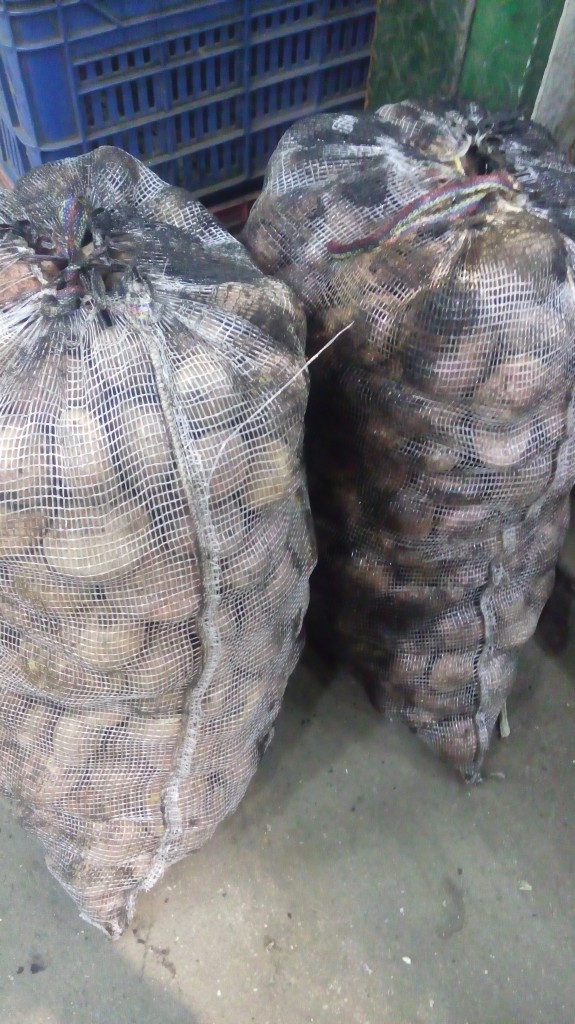 Papa pastusa fina