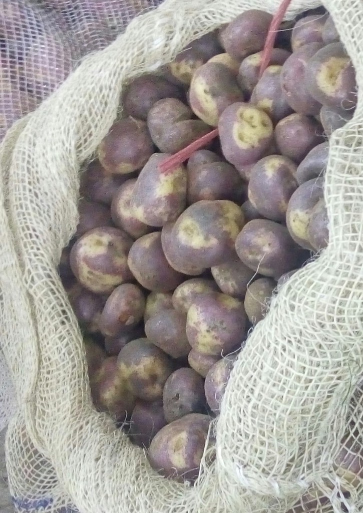Papa sabanera