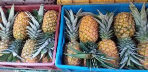 Piña oromiel