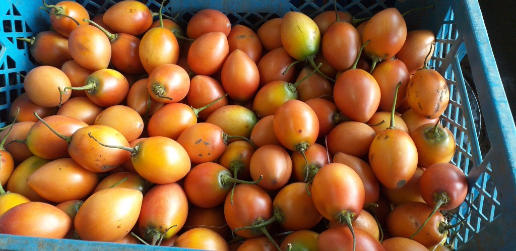 Tomate de arbol