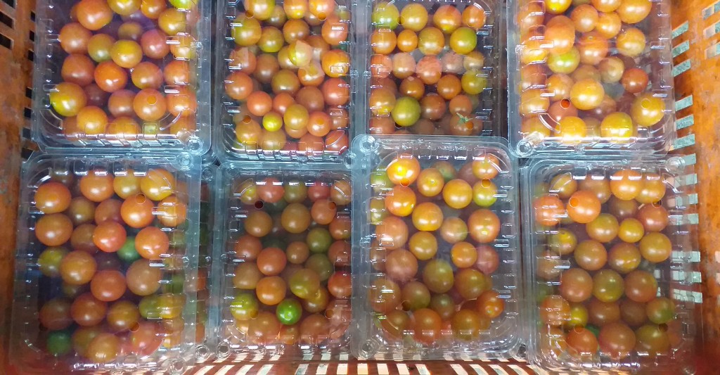 Tomate cherry